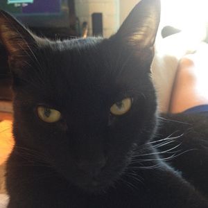 Meet your Posher, Shannon